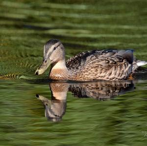 Mallard