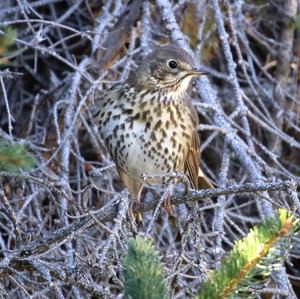 Song Thrush