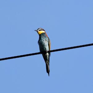 European Bee-eater