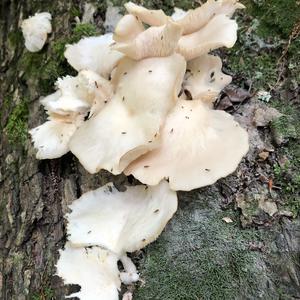 Oyster Mushroom