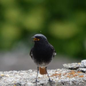 Black Redstart