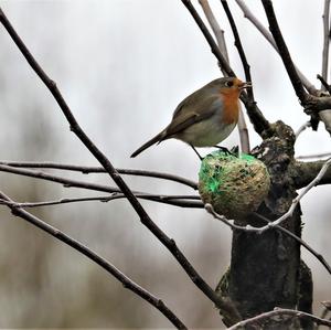 European Robin