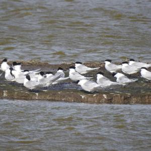 Sandwich Tern