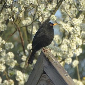 Eurasian Blackbird