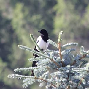 Black-billed Magpie