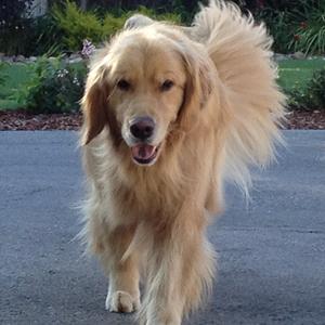 Retriever (Golden)