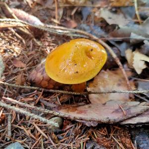 Larch Suillus