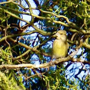 European Greenfinch