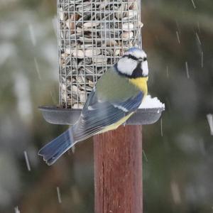 Blue Tit