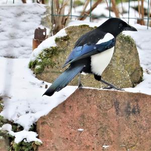 Black-billed Magpie