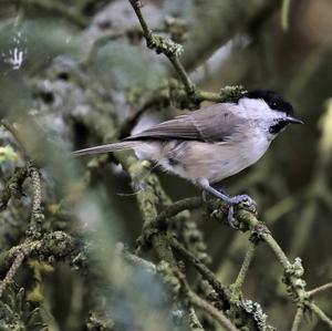 Marsh Tit