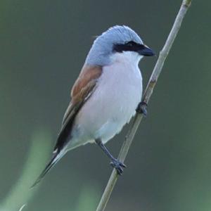 Red-backed Shrike