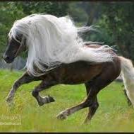 Icelandic Horse