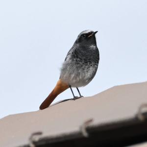 Black Redstart