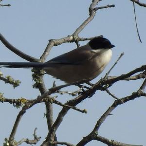 Azure-winged Magpie