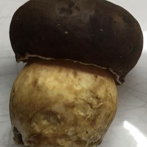 King Bolete