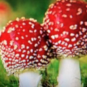 Fly Agaric