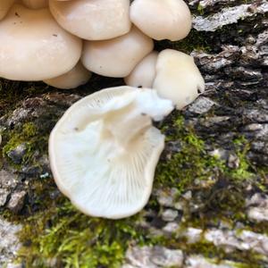 Oyster Mushroom