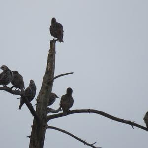 Common Starling