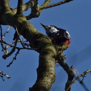 Great Spotted Woodpecker