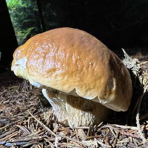 King Bolete