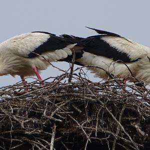 White Stork