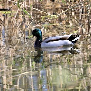 Mallard