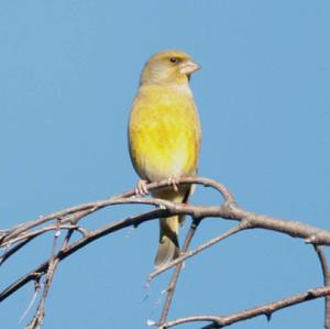 European Greenfinch