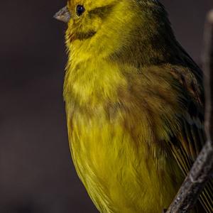 Yellowhammer