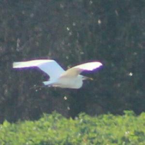 Great Egret