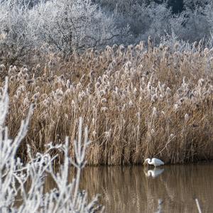 Great Egret