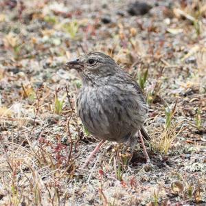 Plumbeous Sierra-finch