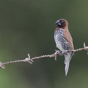 Scaly-breasted Munia