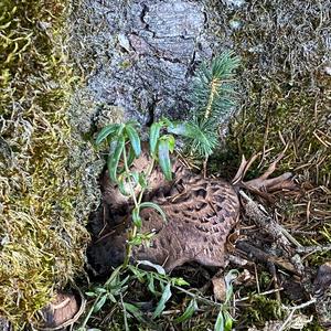 Shingled Hedgehog