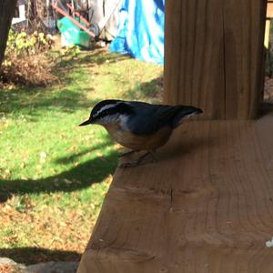 Red-breasted Nuthatch