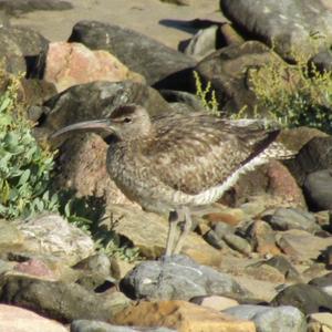 Eurasian Curlew