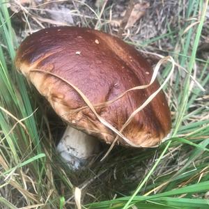 King Bolete