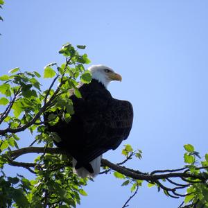 Weißkopfseeadler