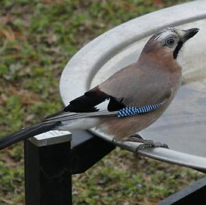 Eurasian Jay