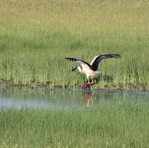 White Stork