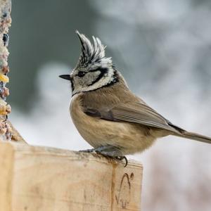 Crested Tit