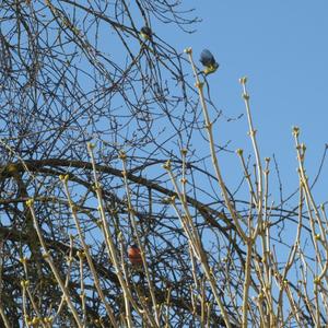 Eurasian Bullfinch