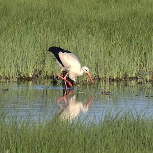 White Stork