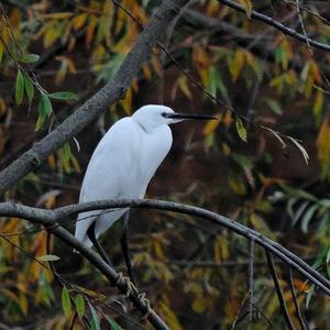 Little Egret