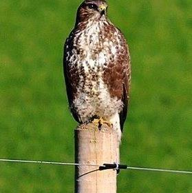 Common Buzzard