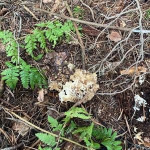 Eastern Cauliflower Mushroom