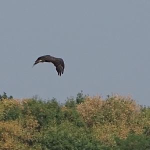 Common Buzzard