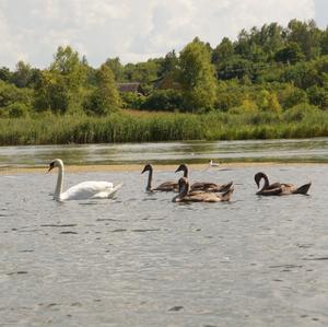 Höckerschwan