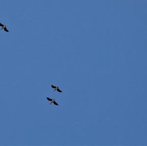 Black Stork