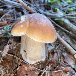 King Bolete